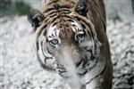 tigre